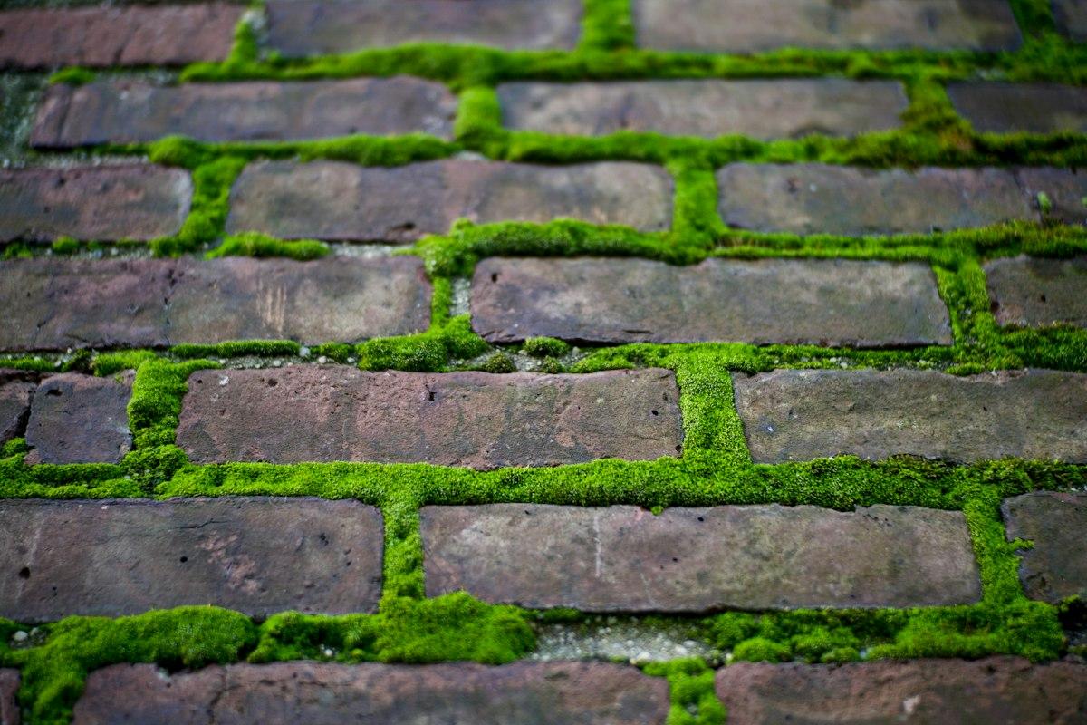 Green moss tracing the joint lines between brick pavers